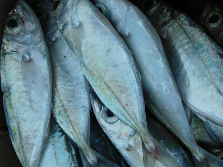 7 jenis ikan asin Recommended dikonsumsi