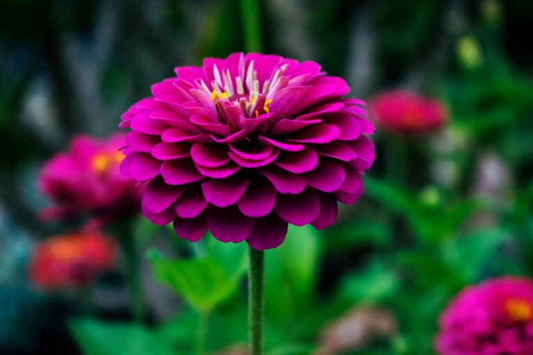 Keunikan Bunga Dahlia